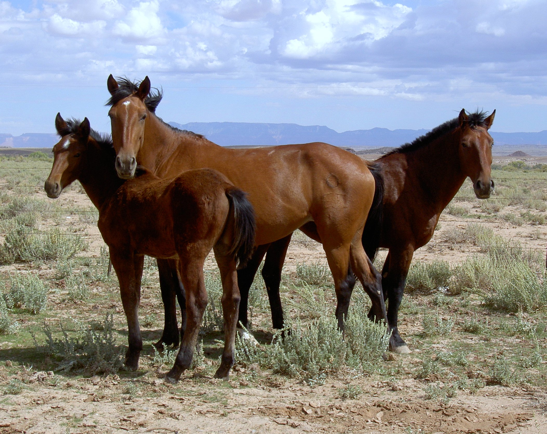 Overcrowded Wild Mustangs Are Starving To Death By The Hundreds