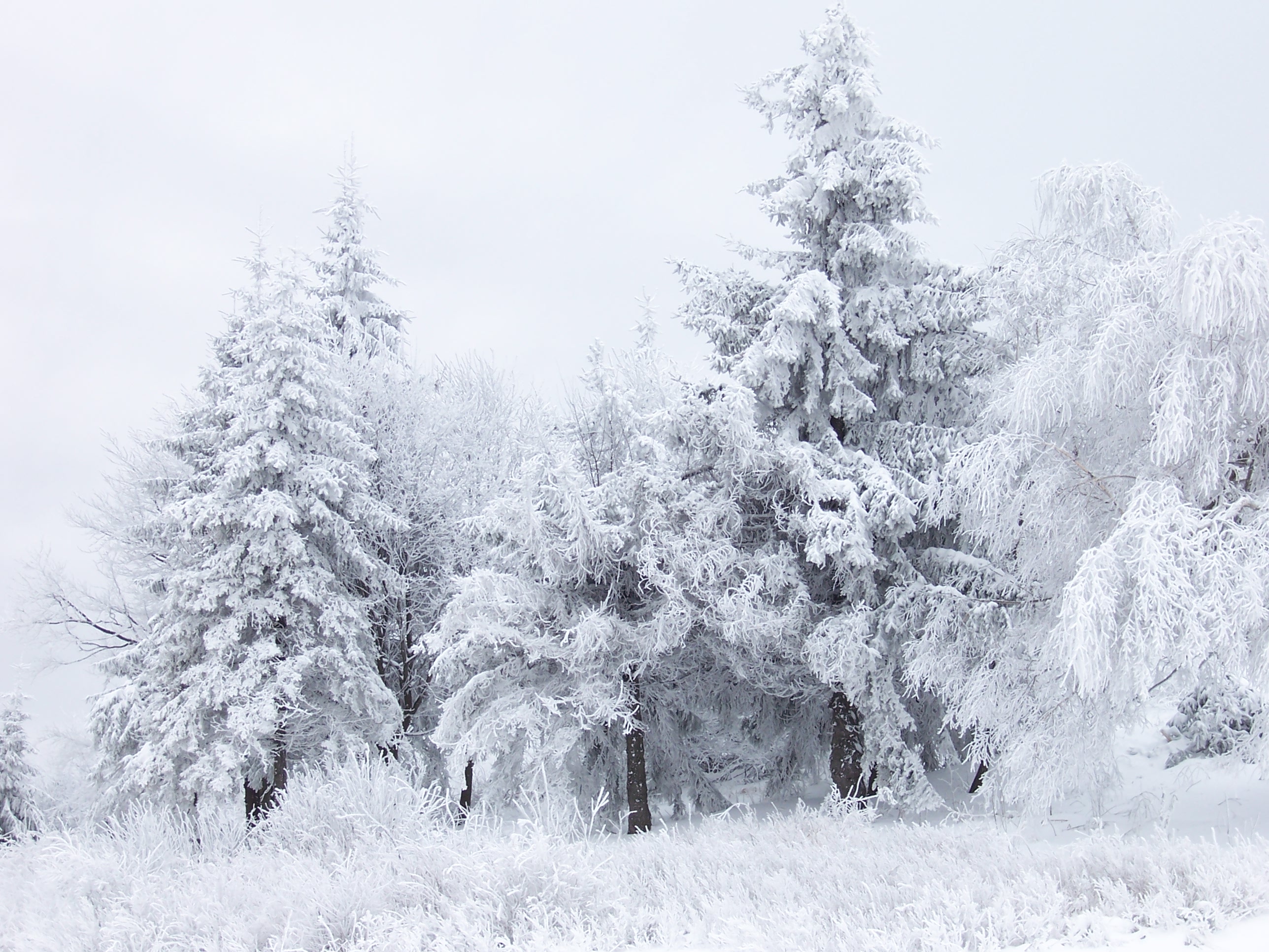 Here’s What You Need To Know About The Great ‘Polar Vortex’ Of 2019