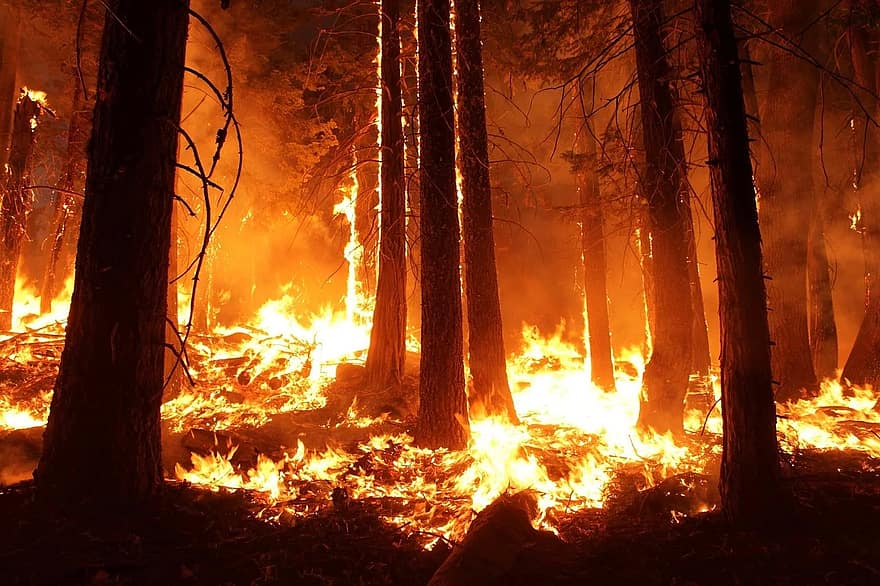 Wildfires Will Become Worse Thanks To Decades-Old Liberal Policies, Says Fire Expert Who Predicted Uptick In Blazes