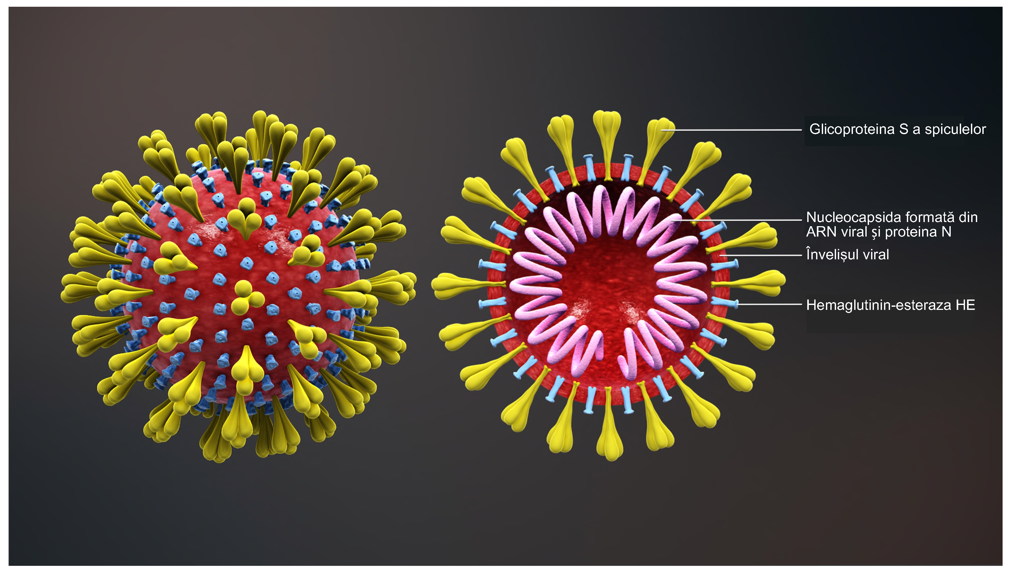 A Year Into The Pandemic, Scientists Still Don’t Know COVID-19’s True Origin