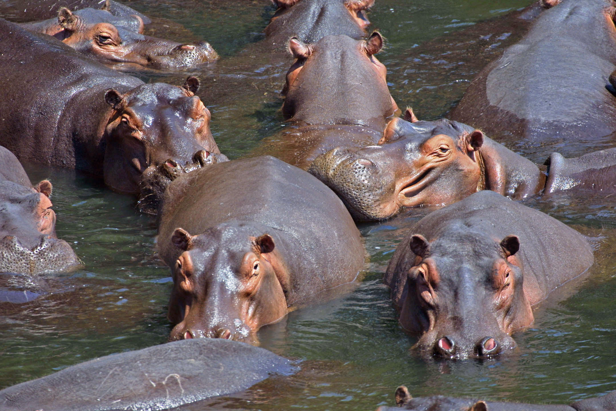 Officials Warn Pablo Escobar’s Hippos Threaten To Destroy Colombian Jungle