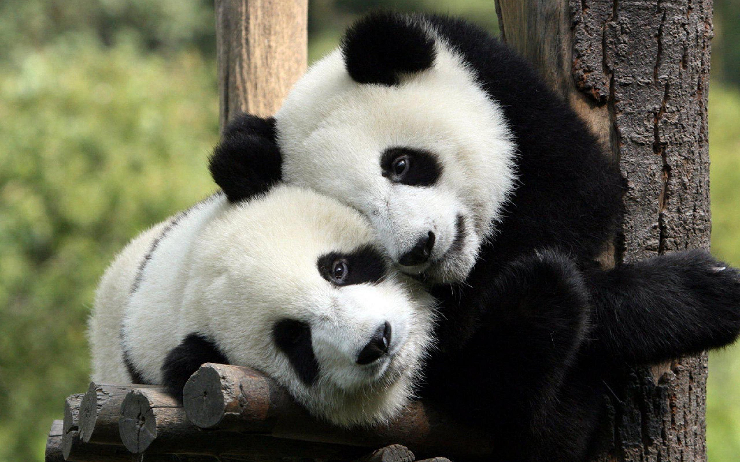 Pandas Are No Longer Endangered, China Says