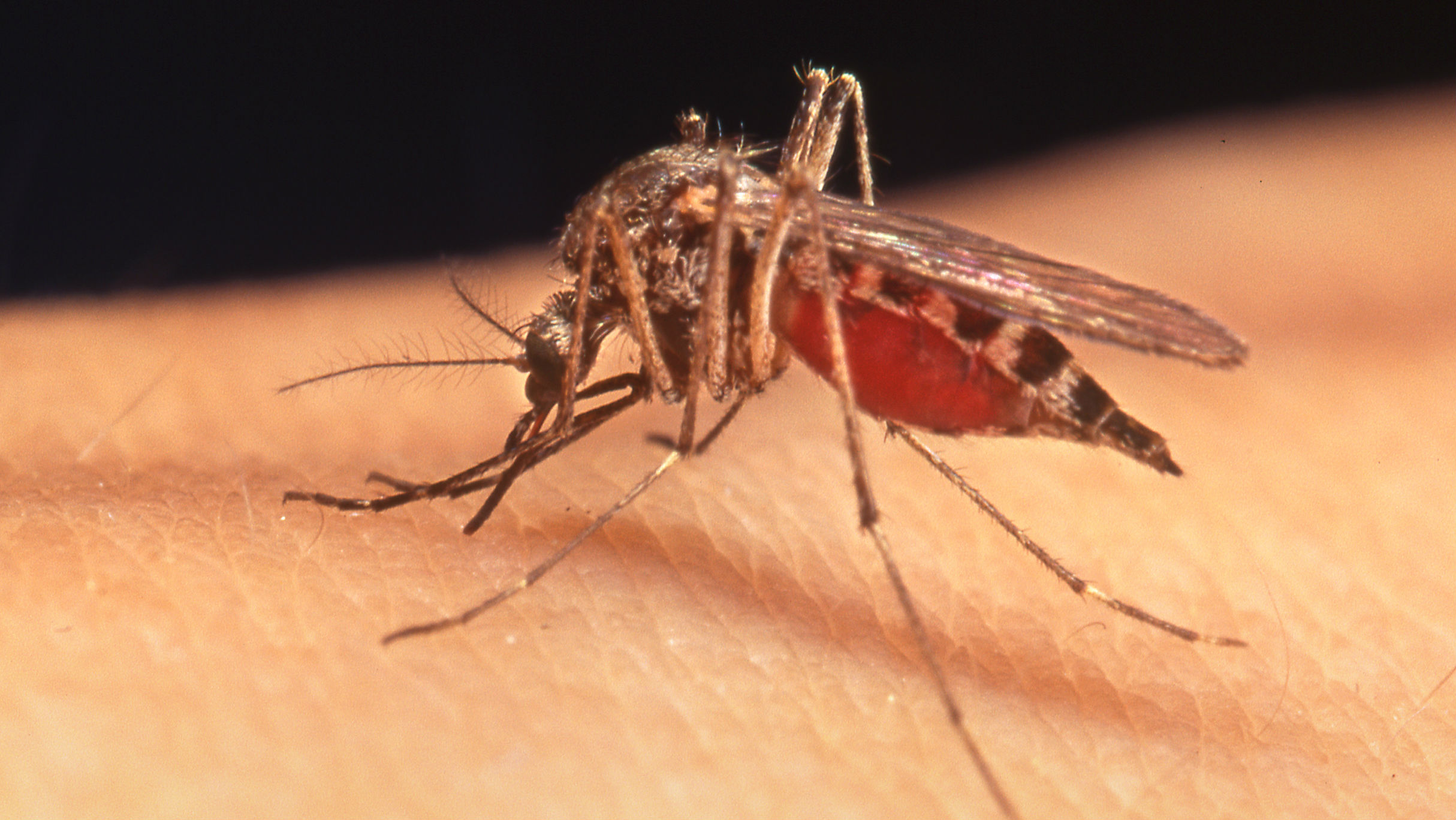 Millions Of Genetically Modified Mosquitoes To Be Set Loose In US
