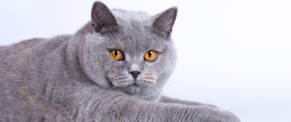 ‘Despicable’: Teacher Reprimands Student That Questioned A Peer Identifying ‘As A Cat’