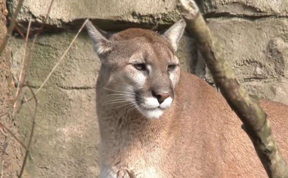 TERENCE P. JEFFREY: How Many Mountain Lions Are Too Many?