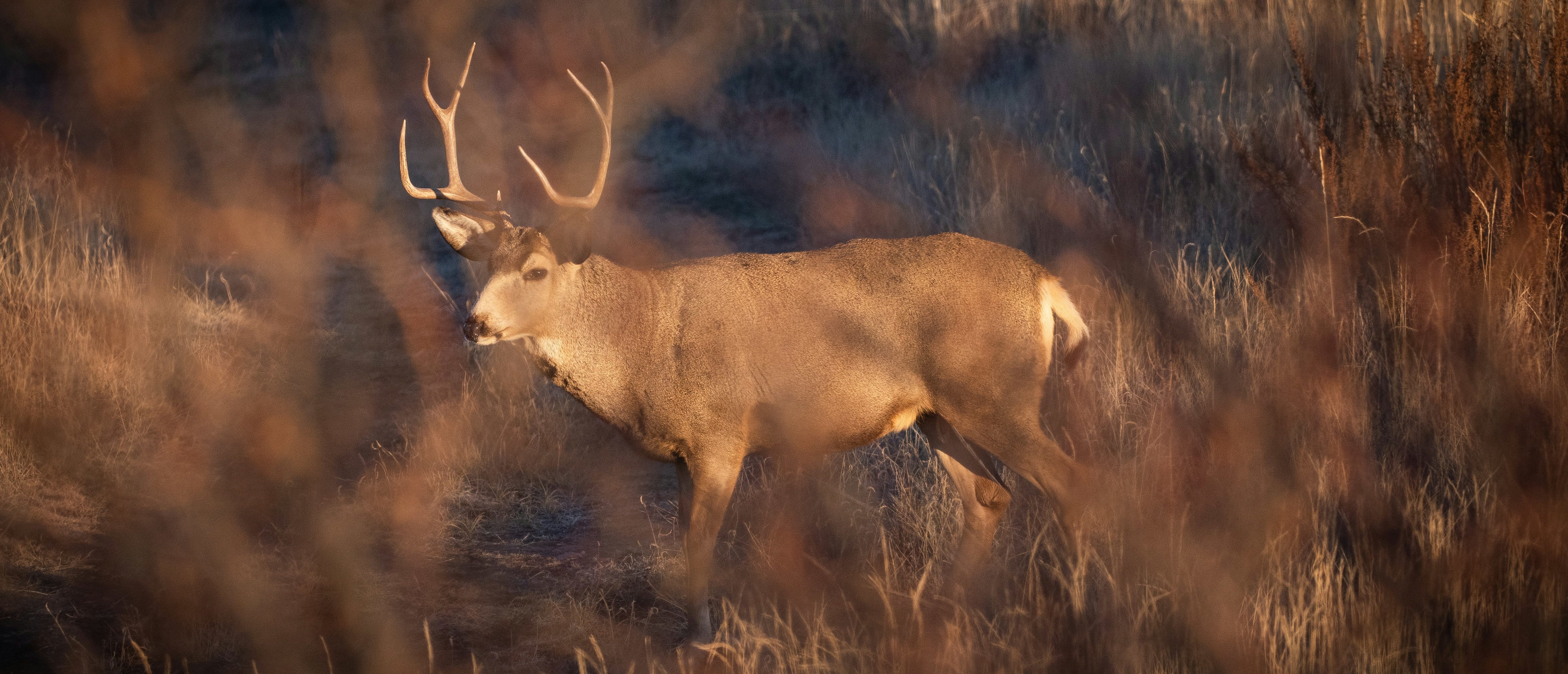 ‘Driven Off Of Emotion’: Blue State Hunters Slam Environmental Initiative To Curtail ‘Trophy Hunting’