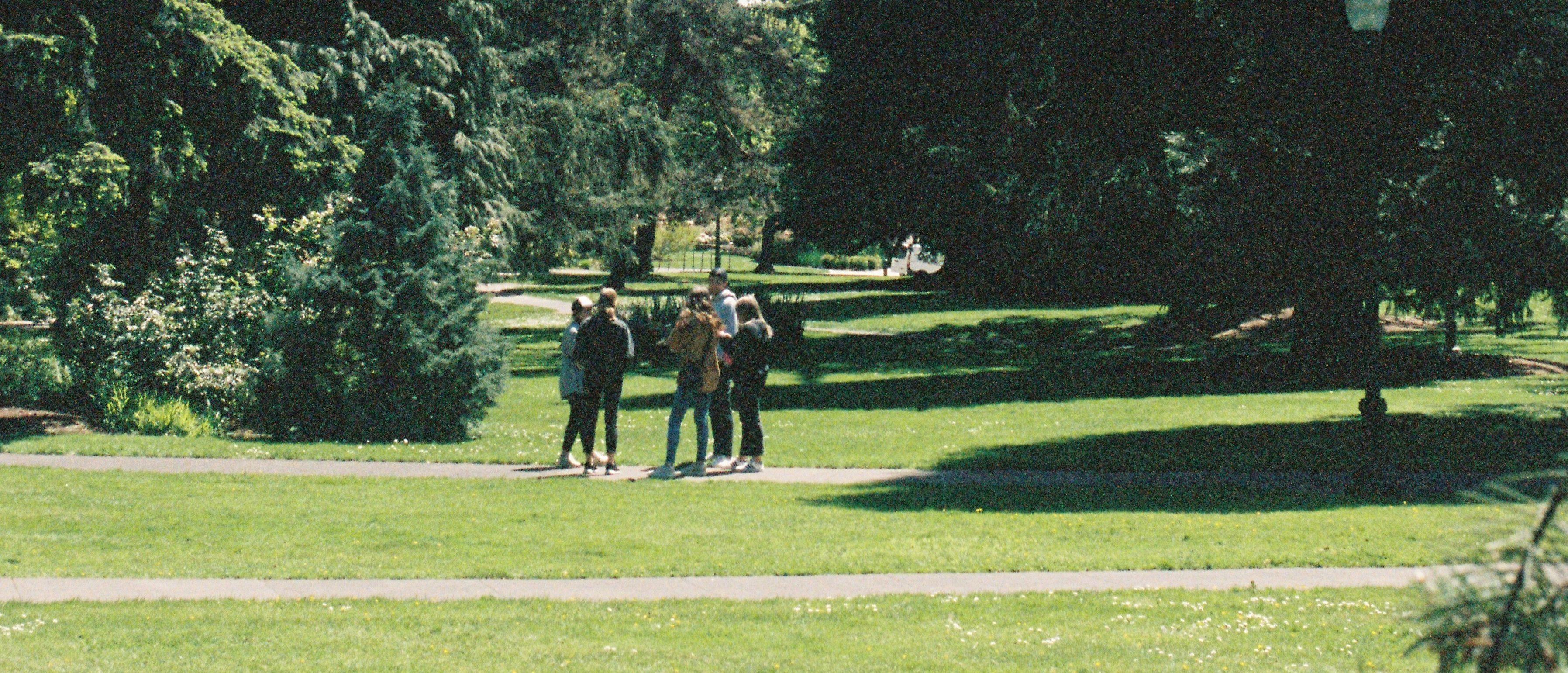 massive trees on the campus of the university of oregon