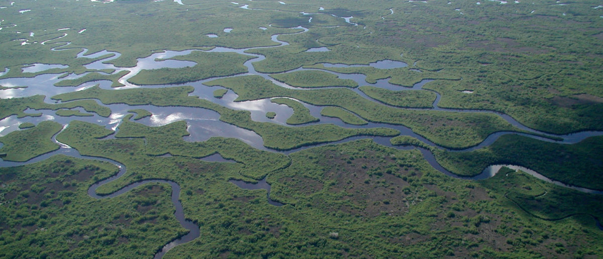 Trump Admin Green-Lights Migrant Detention Facility Guarded By Alligators
