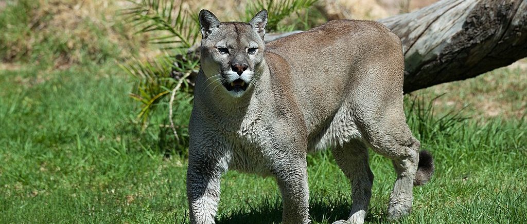 REPORT: Father Praised As ‘Hero’ After Mountain Lion Attacks Child At National Park
