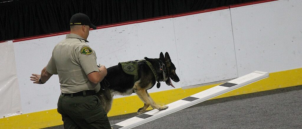 EXCLUSIVE: Rep. Bean To Strengthen Penalty For Attacks On Police Dogs, Horses