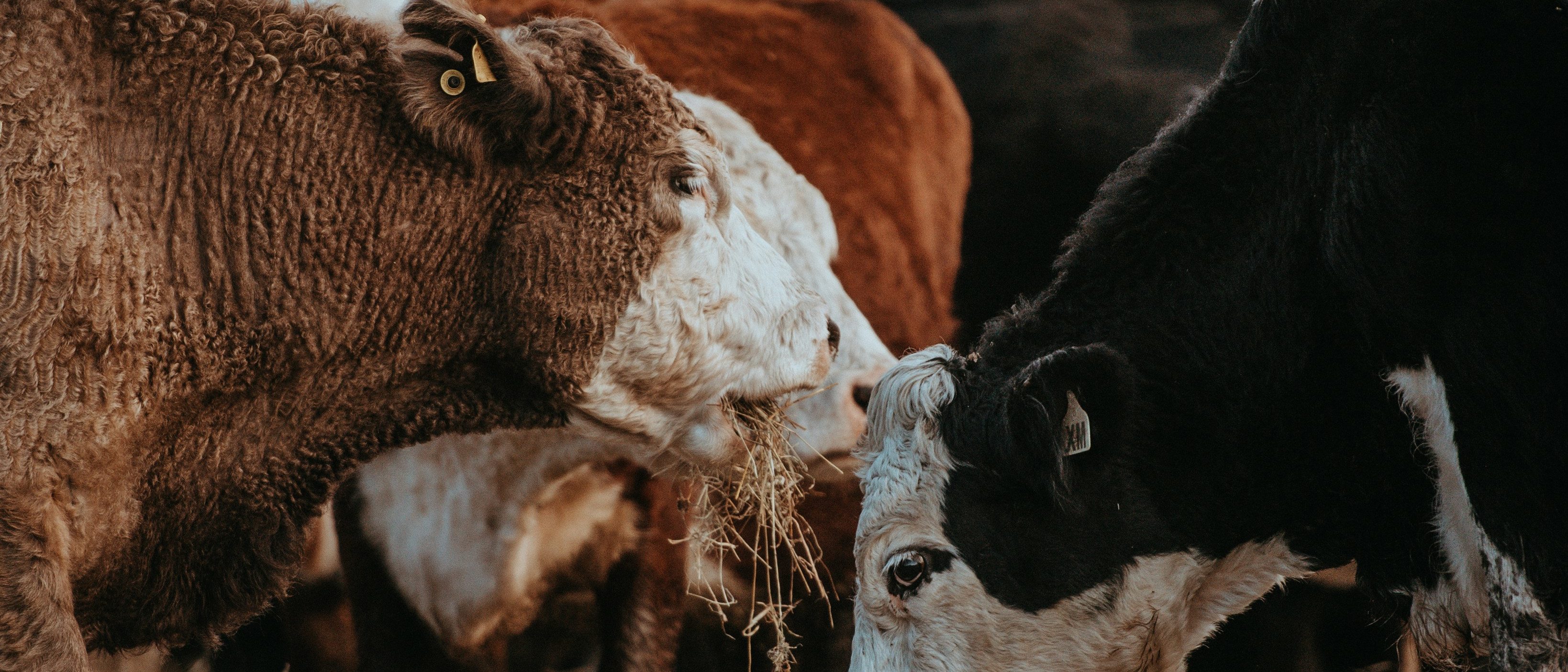 Trump Admin Ramps Up Fight Against ‘Flesh Eating Parasite’ Threatening US Cattle Industry