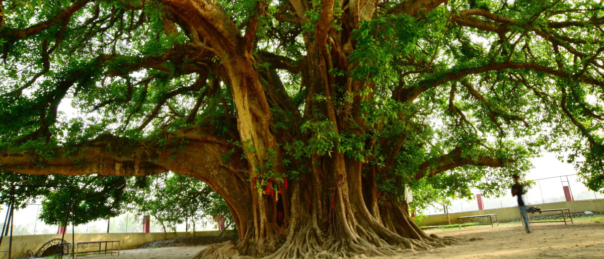 Beatniks Genuflect To Tree Over Climate Change ‘Guilt’