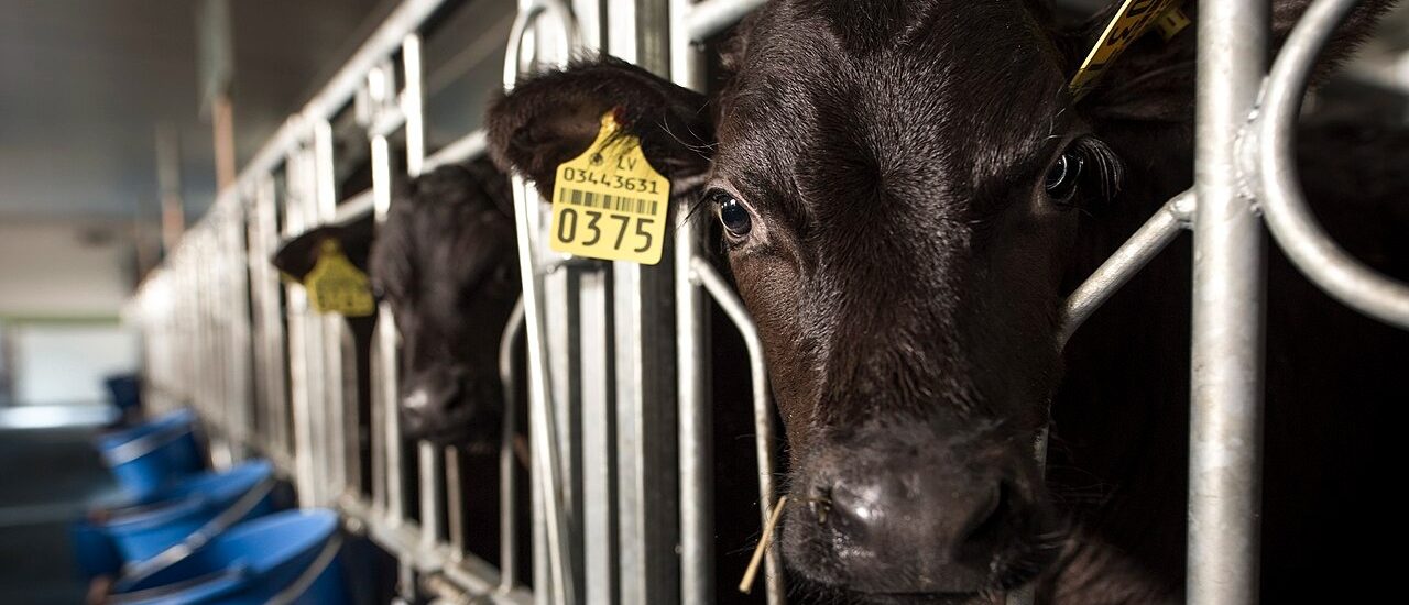 Cows Drop Like Flies After Greenie Gov't Policy Promotes Drugged Feed