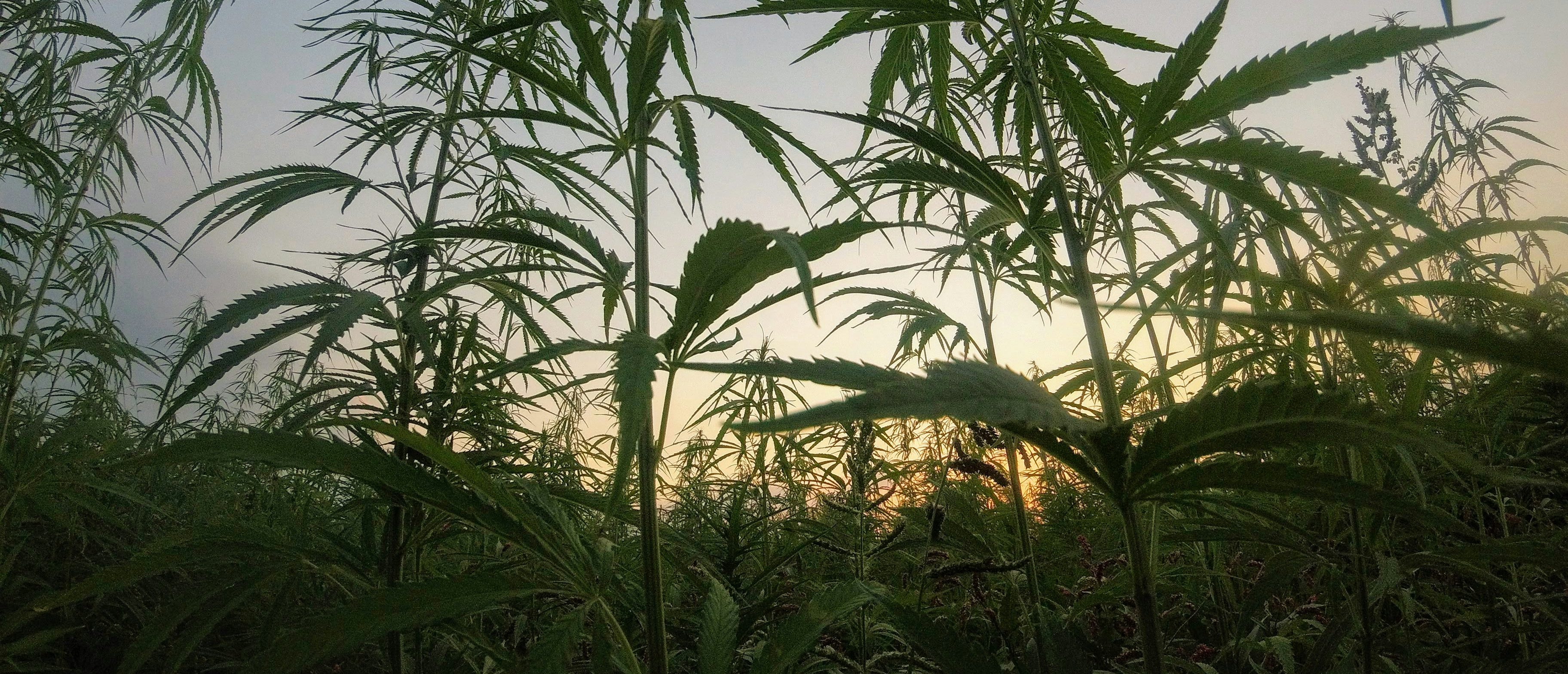 Matteo Paganelli/Unsplash