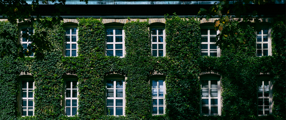Ivy on Wall at Princeton University
