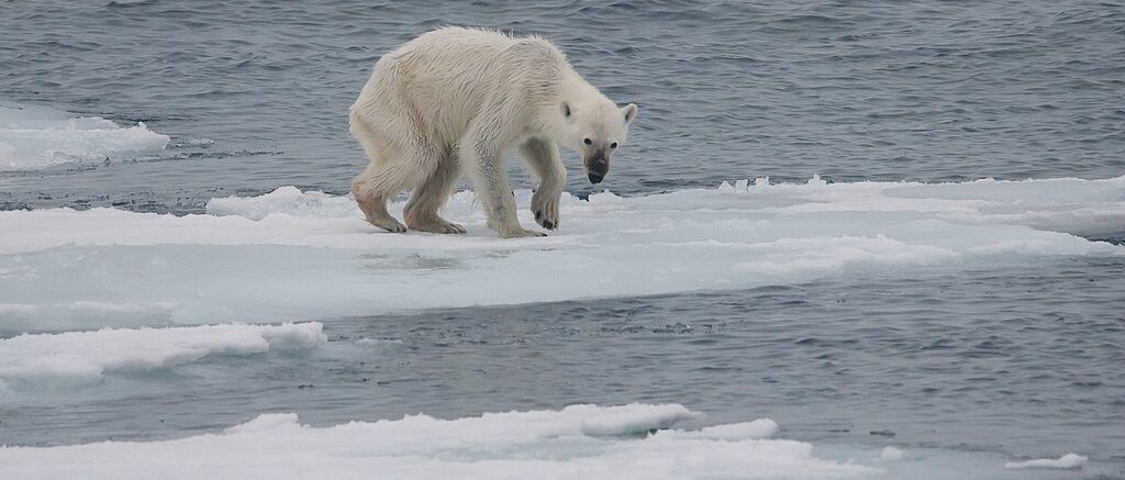 Andreas Weith, CC BY-SA 4.0 , via Wikimedia Commons